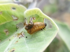 Lema daturaphila