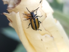 Lema daturaphila
