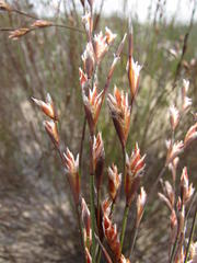 Restio impolitus