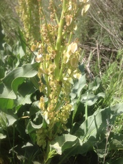 Rumex hymenosepalus
