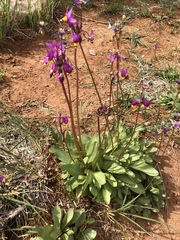 Primula pauciflora pauciflora