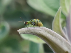 Diabrotica balteata