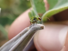 Diabrotica balteata
