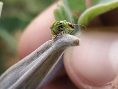 Diabrotica balteata
