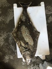 Hippoglossus stenolepis