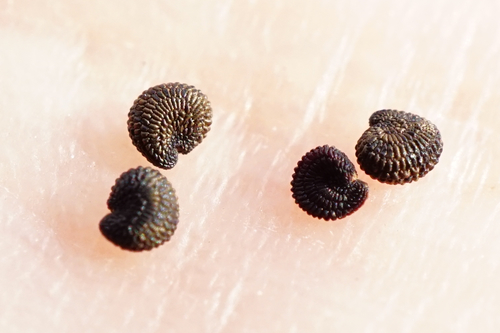 Image of Gypsophila scorzonerifolia by (c) Patrick Hacker, some rights reserved (CC BY)