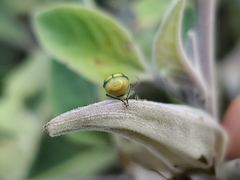 Diabrotica balteata