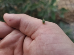 Diabrotica balteata