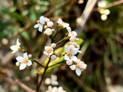 Zieria smithii