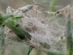 Dictynidae