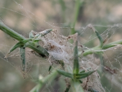 Dictynidae