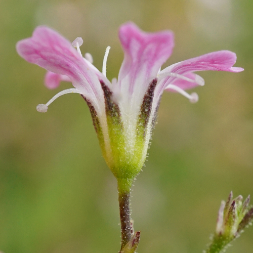 Image of Gypsophila scorzonerifolia by (c) Patrick Hacker, some rights reserved (CC BY)