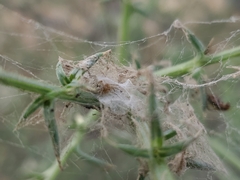 Dictynidae