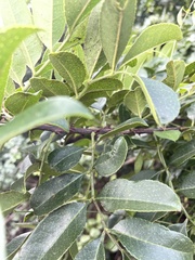 Zanthoxylum delagoense