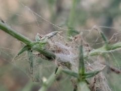 Dictynidae