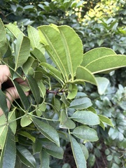 Zanthoxylum delagoense