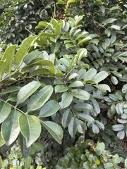 Zanthoxylum delagoense