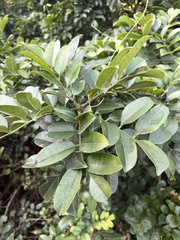 Zanthoxylum delagoense