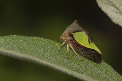 Hyphinoe camelus