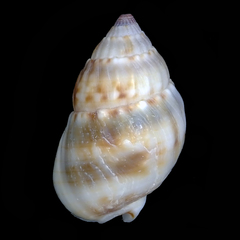 Nassarius gaudiosus