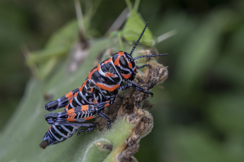 Rainbow Grasshopper