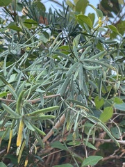 Asparagus natalensis