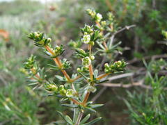 Adenogramma teretifolia