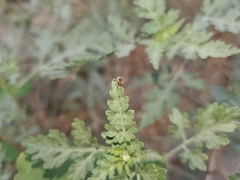 Collops quadrimaculatus