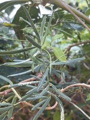 Asparagus natalensis