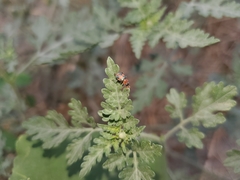 Collops quadrimaculatus