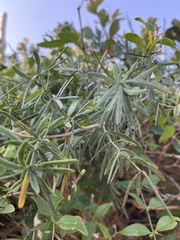 Asparagus natalensis