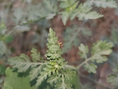 Collops quadrimaculatus
