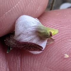 Cordylanthus nevinii