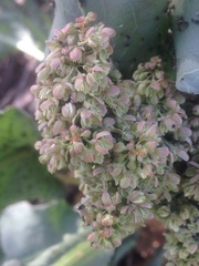 Rumex hymenosepalus