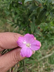 Epilobium hirsutum