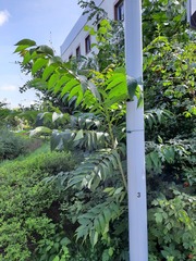 Ailanthus altissima
