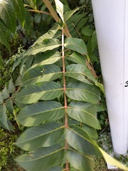 Ailanthus altissima