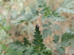 Collops quadrimaculatus