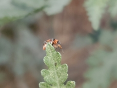 Collops quadrimaculatus