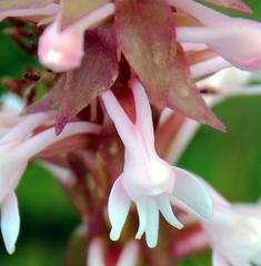 Satyrium hallackii ocellatum