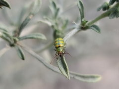 Diabrotica balteata