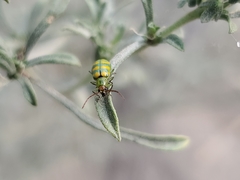 Diabrotica balteata