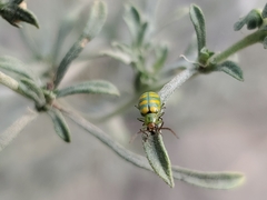 Diabrotica balteata