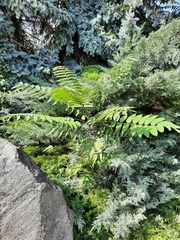 Ailanthus altissima