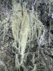 Usnea cavernosa