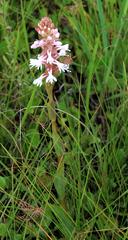 Satyrium hallackii ocellatum