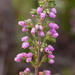 Hairyflower Heath - Photo (c) Carina Lochner, some rights reserved (CC BY-NC), uploaded by Carina Lochner