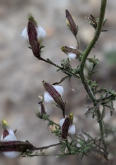 Cordylanthus nevinii