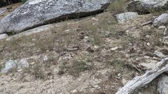 Cordylanthus nevinii