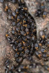 Cerastipsocus trifasciatus